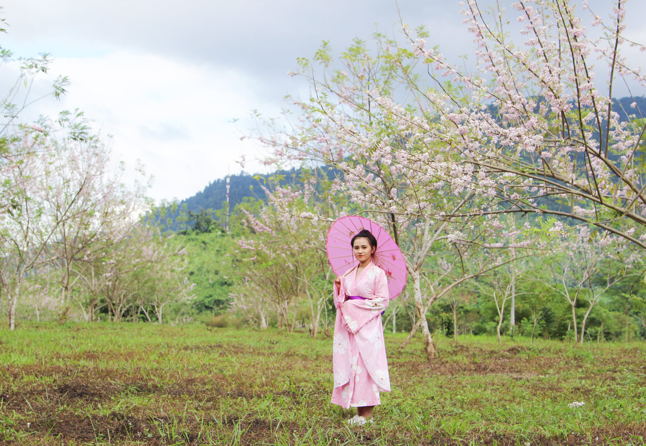 Yang Bay – Hẹn gặp mùa hoa nở